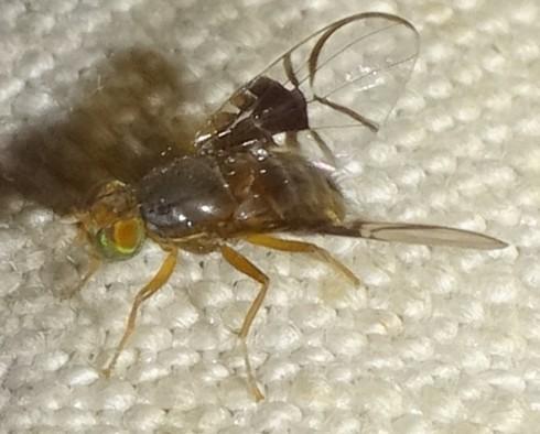 Réf. 355 821 : Anomoia purmunda